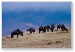 License: Wildebeest in Ngorongoro
