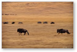 License: Wildebeest running