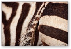 License: Close up of a few zebras