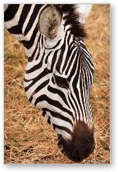 License: Common Zebra