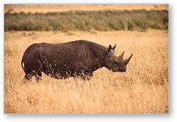 License: Black Rhino