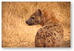 License: Spotted Hyena
