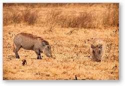 License: Warthogs searching for food