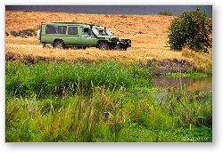 License: Safari vehicles
