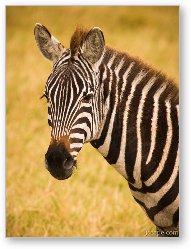 License: Zebra