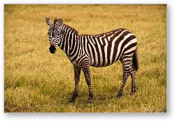 License: Common Zebra