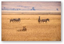 License: Zebras sneaking past a lion