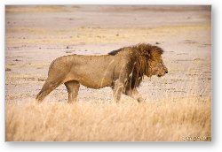License: Large male lion