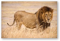 License: Large male lion