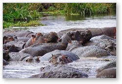 License: These hippos were laying all over each other
