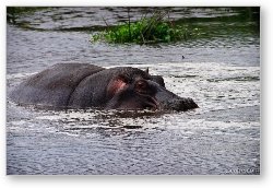 License: Lone hippo