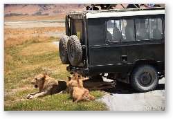 License: A pride of lions and cubs resting in the shade of the vehicle