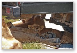 License: Lion cubs resting in the shade