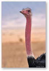 License: Male ostrich