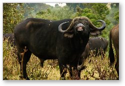 License: That's one smiley Cape Buffalo