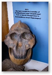 License: Reconstructed skull discovered in Oldupai Gorge