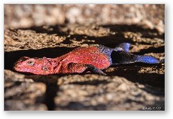 License: Male Agama Lizard