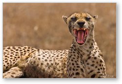 License: Cheetah