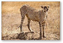 License: Cheetah surveying her surroundings