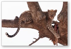 License: Leopard with a fresh gazelle kill in a tree