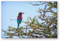 License: Lilac-breasted Roller