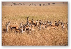 License: Thomsons Gazelle huddled together, sensing danger