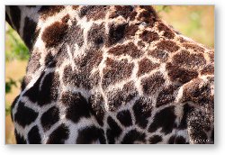 License: Giraffe spots