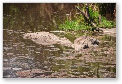 License: Two Nile Crocodile