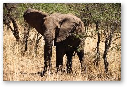 License: African Elephant