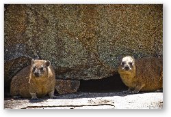 License: Rock Hyrax