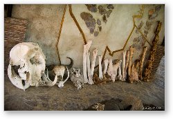 License: Skulls of various Serengeti animals