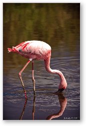 License: Lesser Flamingo