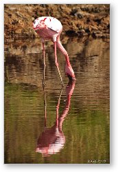 License: Flamingo admiring its reflection