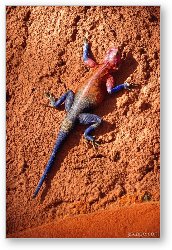 License: Male Agama Lizard