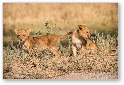 License: Two adorable lion cubs