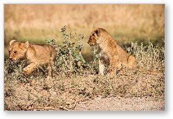 License: Lion cubs