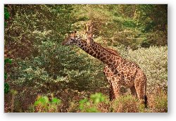 License: Giraffes munching on trees