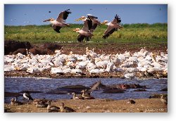 License: Thousands of great white pelicans