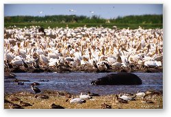 License: A huge mass of pelicans and a lone hippo