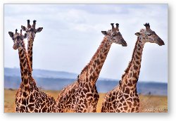 License: A small herd of giraffe