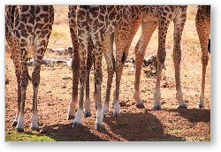 License: Giraffe legs