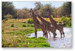 License: Giraffes crossing the river