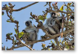 License: These Red Colobus monkeys are found only on Zanzibar