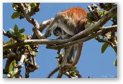 License: Red Colobus Monkey