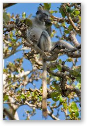 License: Red Colobus Monkey munching on a leaf