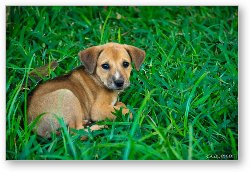 License: This puppy was hanging around the resort