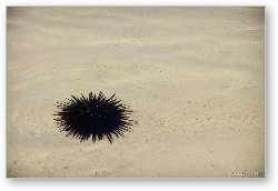 License: Sea urchin