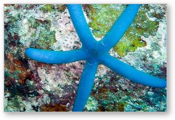 License: Blue sea star (star fish)