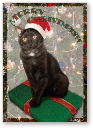 License: Persy the Christmas Cat