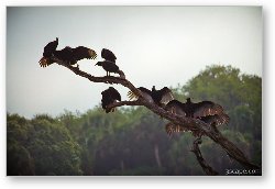 License: Buzzards try to dry off their feathers on a misty morning